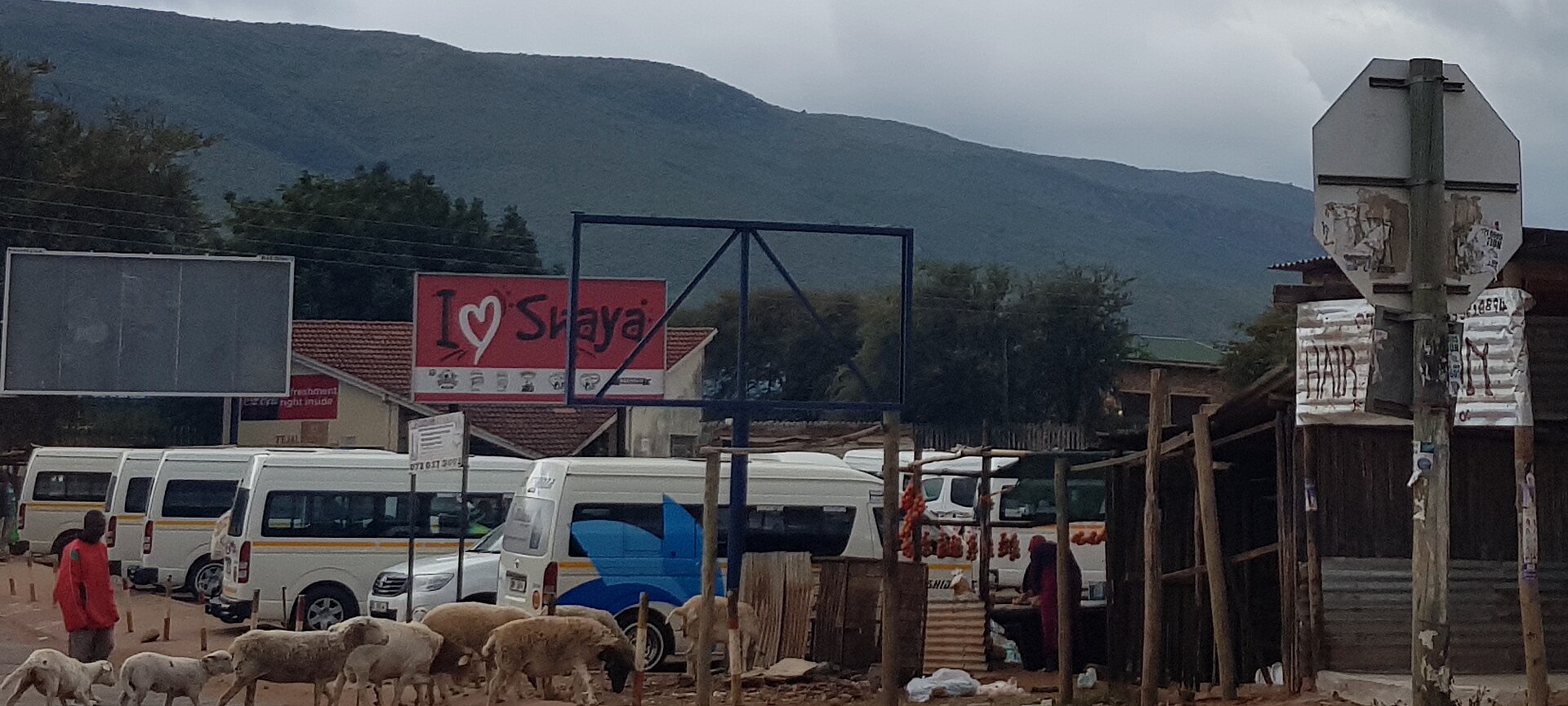 White minibuses lined up at a semi-rural taxi rank in Limpopo, with sheep in the foreground.